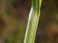 Carex molesta