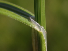 Carex molesta