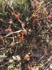 Monardella macrantha