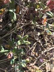 Monardella macrantha