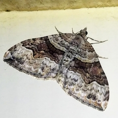 Xanthorhoe defensaria