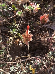 Monardella macrantha