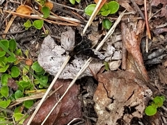 Hemipenthes morioides