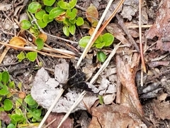 Hemipenthes morioides