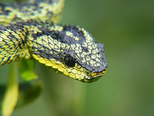 Black Green Bush Viper Atheris nitschei , captive, Uganda, Africa