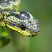Bush Vipers - Photo (c) Bree Mc, some rights reserved (CC BY)