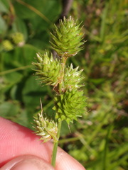 Carex molesta