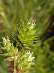 Carex molesta