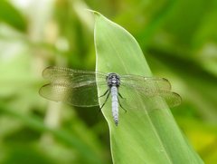 Orthetrum luzonicum