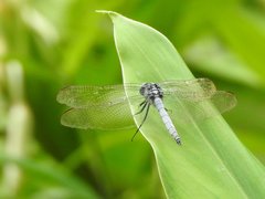 Orthetrum luzonicum