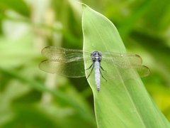 Orthetrum luzonicum