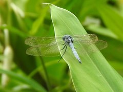 Orthetrum luzonicum