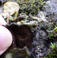 Umbilicaria hirsuta