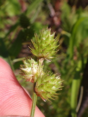 Carex molesta