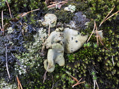 Umbilicaria hirsuta