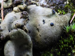 Umbilicaria hirsuta