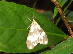 Nyctemera carissima