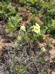 Erysimum franciscanum