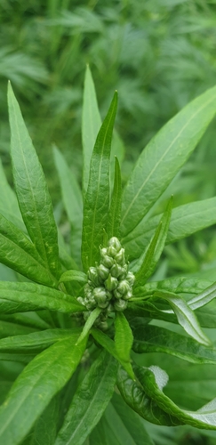 Artemisia opulenta iNat (3)