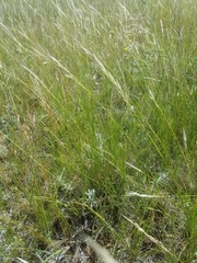 Hesperostipa curtiseta