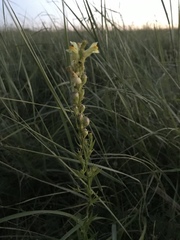 Linaria biebersteinii