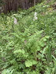 Corydalis caseana brandegeei