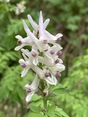 Corydalis caseana brandegeei