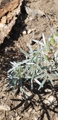 Lupinus elatus