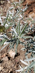 Lupinus elatus