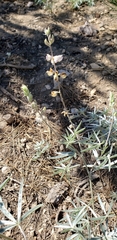 Lupinus elatus