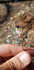 Lupinus elatus