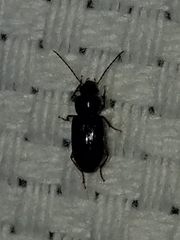 Stenolophus ochropezus