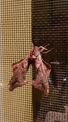 Smerinthinae