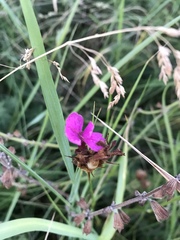 Dianthus andrzejowskianus