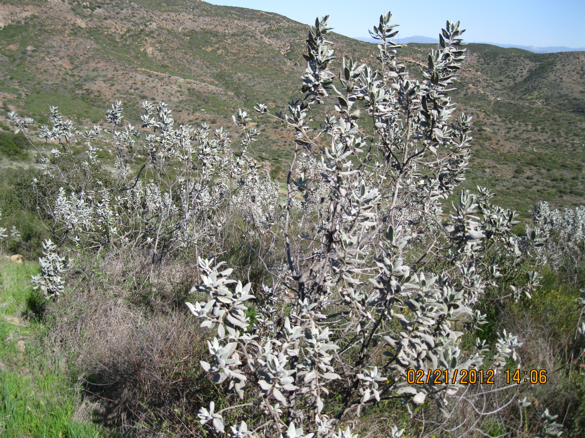 Eriodictyon crassifolium var. crassifolium
