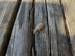 Trichalophus alternatus
