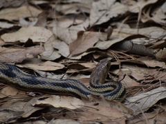 Pituophis lineaticollis