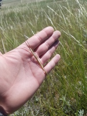 Hesperostipa curtiseta