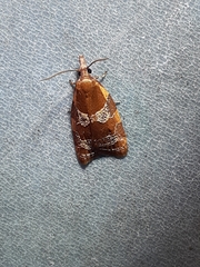 Cenopis diluticostana