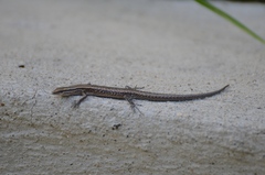 Cryptoblepharus eximius