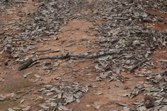 Pituophis lineaticollis