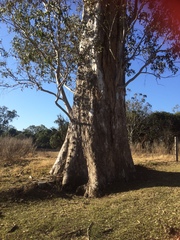 Eucalyptus propinqua
