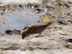 Bucanetes githagineus