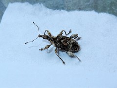 Stephanorhynchus curvipes