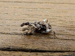 Stephanorhynchus curvipes