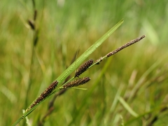 Carex angustata