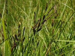 Carex angustata