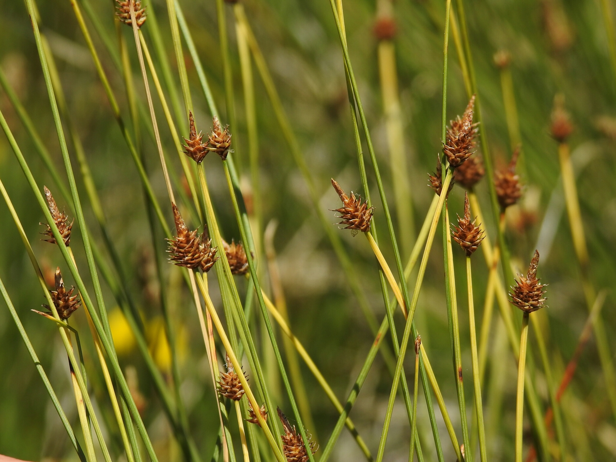Carex capitata