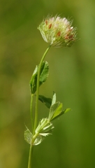 Trifolium cyathiferum