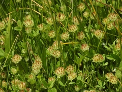 Trifolium cyathiferum